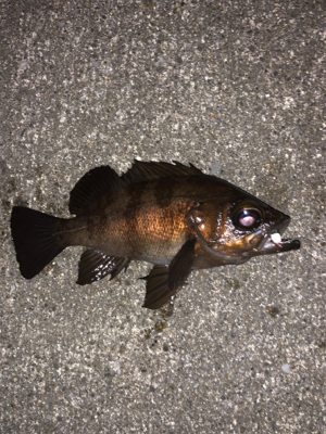 ランガンメバリング