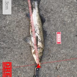 気温は激寒いが、水温はさがらず!