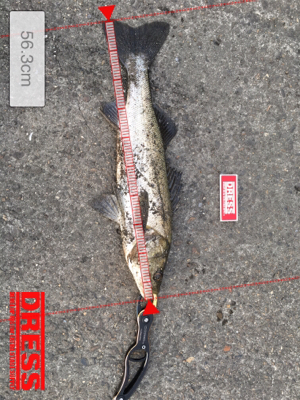 気温は激寒いが、水温はさがらず!