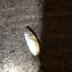 ナイトアジング