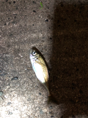 ナイトアジング