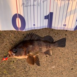 穴釣りで良型メバル