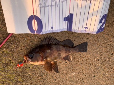 穴釣りで良型メバル