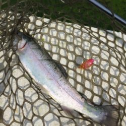 エリアトラウト