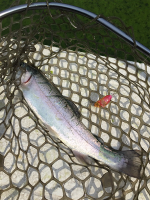 エリアトラウト