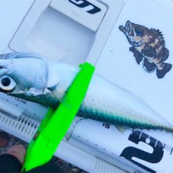 毎度の朝まずめサバゲー