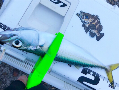 毎度の朝まずめサバゲー