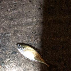 アジングいいですね