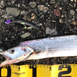 桜満開  タチウオ