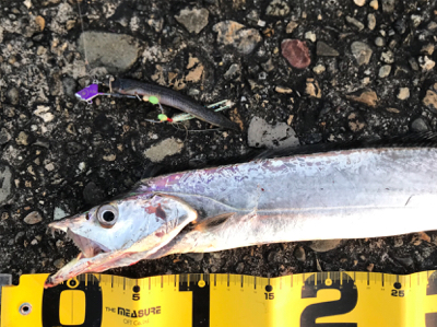 桜満開  タチウオ