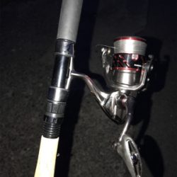 今日も朝だけチニング