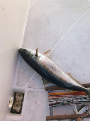 スロージギンク