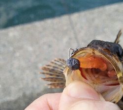 2019年4月4日釣行in箱崎ふ頭