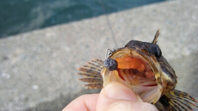 2019年4月4日釣行in箱崎ふ頭