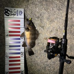 無風メバリング