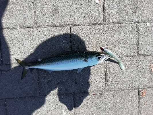 約1年ぶりの釣果