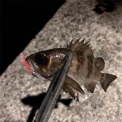 釣れてる聞いたからアジング