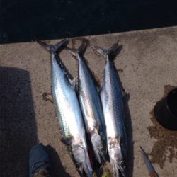 見渡す限り鳥山発生!