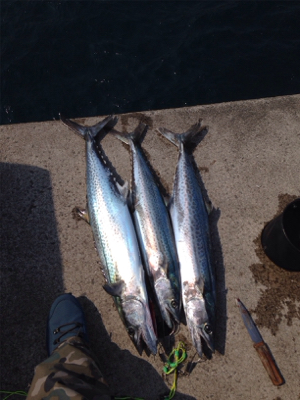 見渡す限り鳥山発生!