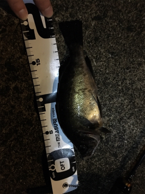 ナイトメバリング