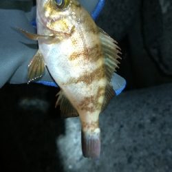 ナイトメバリング