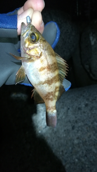 ナイトメバリング