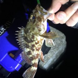 メバリング ⁉️