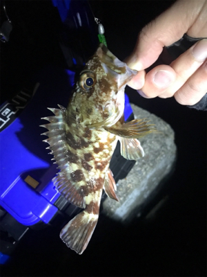 メバリング ⁉️