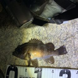 仕事終わりにライトゲーム