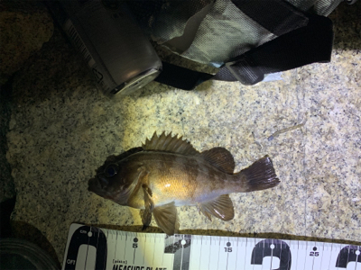 仕事終わりにライトゲーム