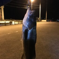 今年初シーバス