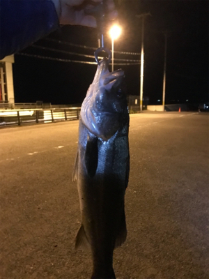 今年初シーバス