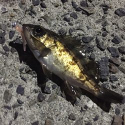 アジングのつもりが