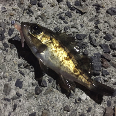 アジングのつもりが