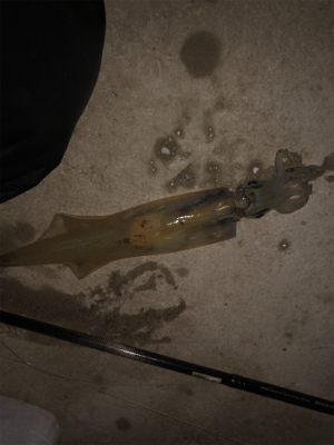 平成最後のヤリイカ釣り