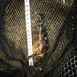 久しぶりにガッシーに癒されました(^^)