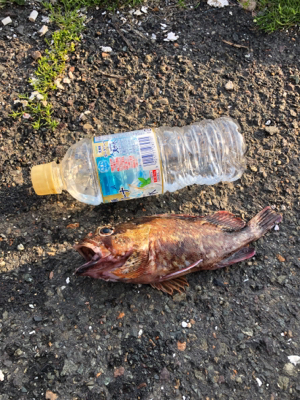 暖かい釣り日和