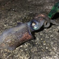 南紀エギング遠征