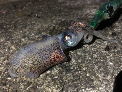 南紀エギング遠征