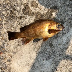 花見ガレイを夢見て