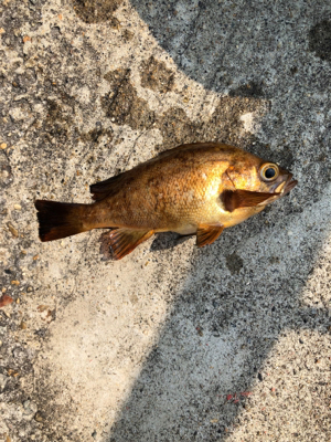 花見ガレイを夢見て