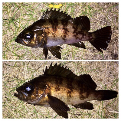 メバリング1825〜1935