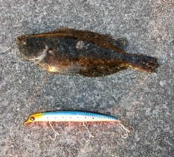 重信川ウェーディングでヒラメ20センチ