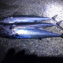 狙って釣れると嬉しいな。