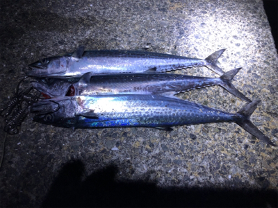 狙って釣れると嬉しいな。