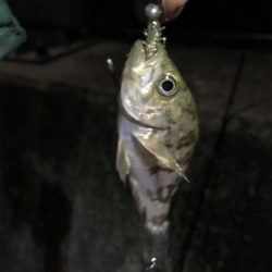 初めての生口島ライトゲーム