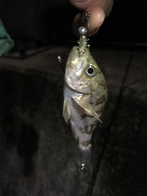 初めての生口島ライトゲーム