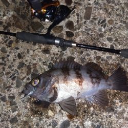 【須磨海岸】メバル祭り！陸っぱりメバリングで良型撮れます！