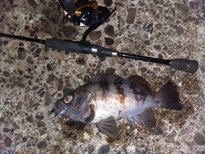 【須磨海岸】メバル祭り！陸っぱりメバリングで良型撮れます！