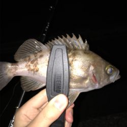 アジを求めて⑦